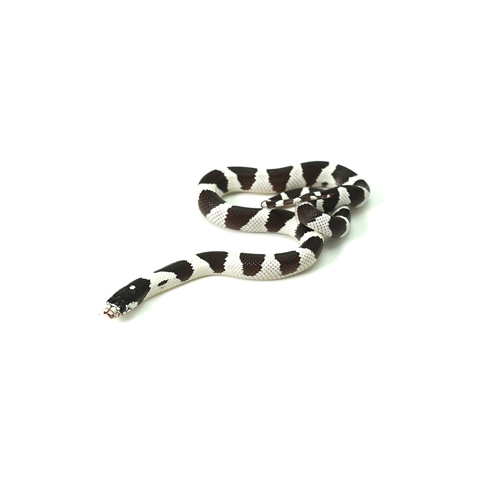 50/50 California Kingsnake