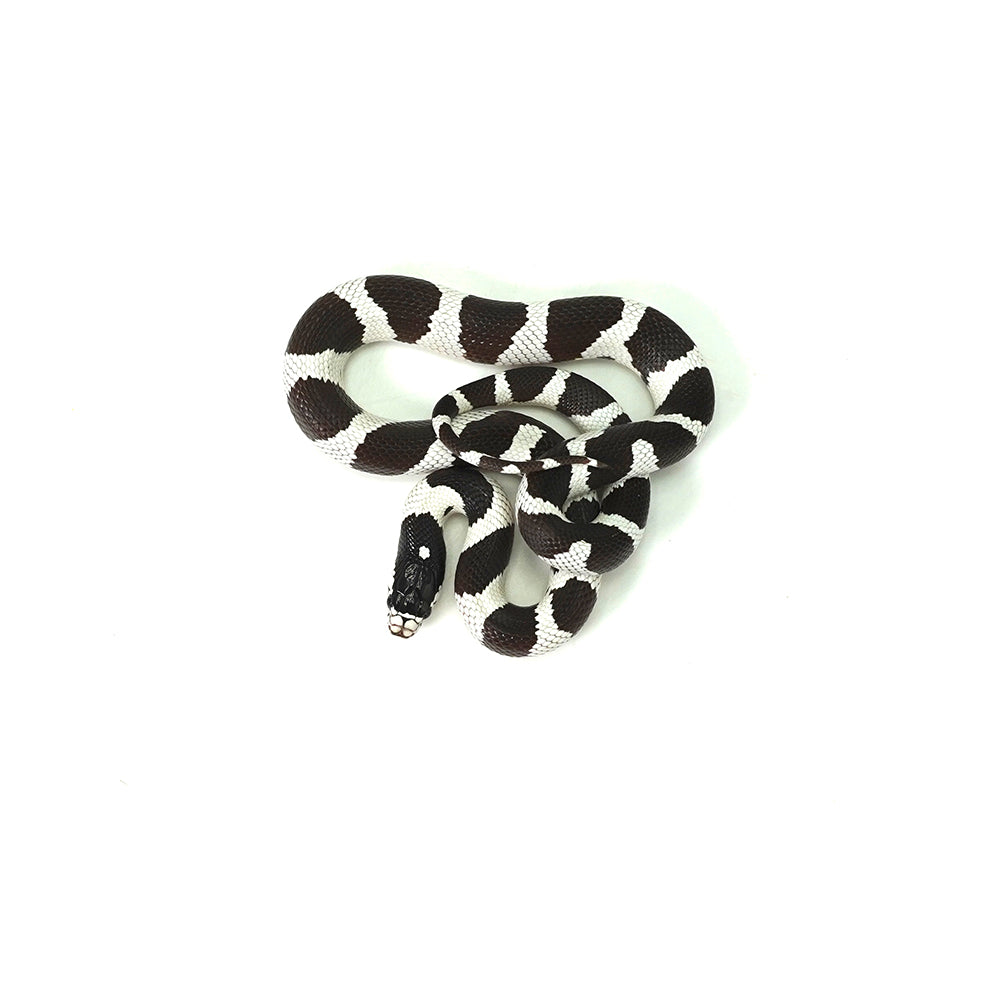 50/50 California Kingsnake