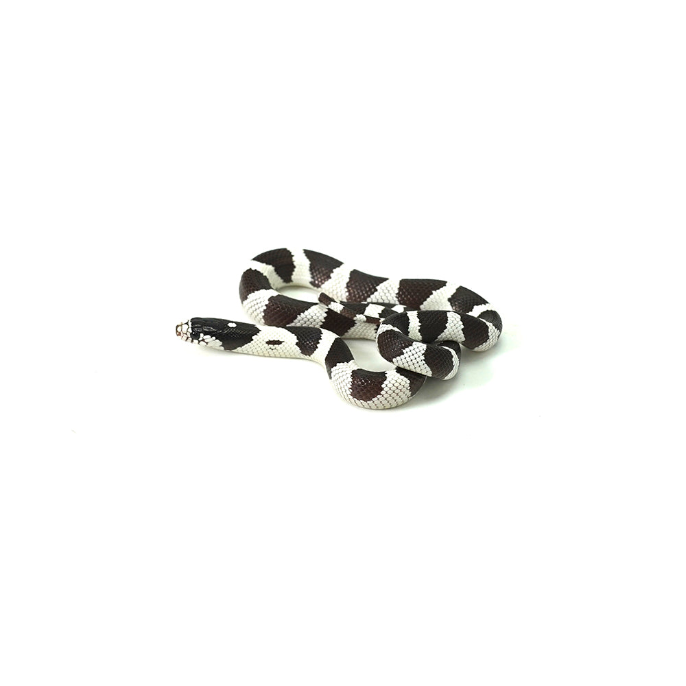 50/50 California Kingsnake
