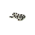 50/50 California Kingsnake