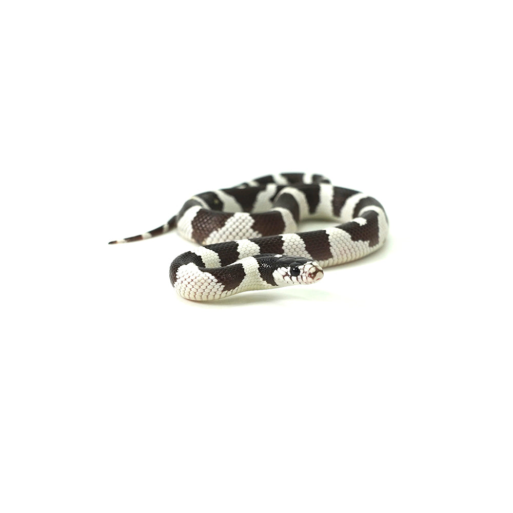50/50 California Kingsnake