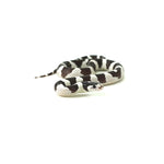 50/50 California Kingsnake