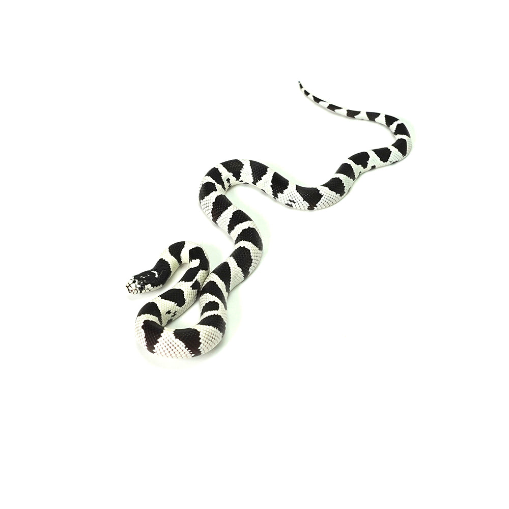 50/50 California Kingsnake