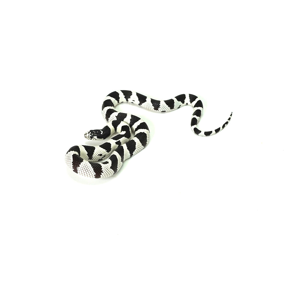50/50 California Kingsnake