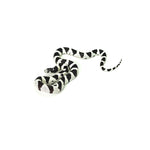 50/50 California Kingsnake