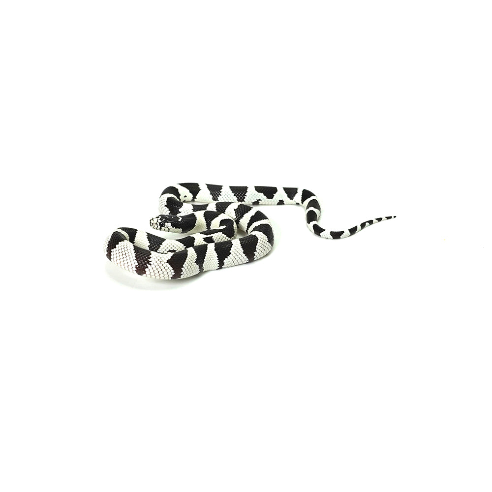 50/50 California Kingsnake