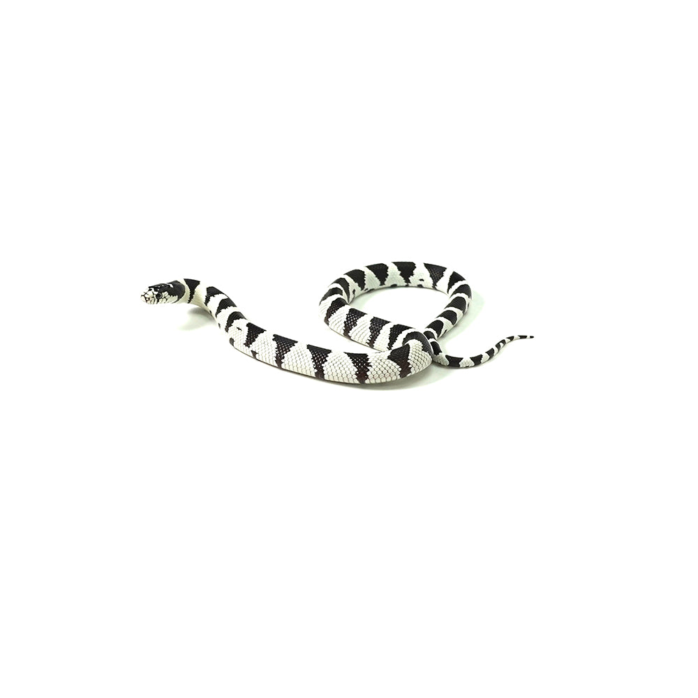 50/50 California Kingsnake