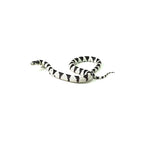 50/50 California Kingsnake
