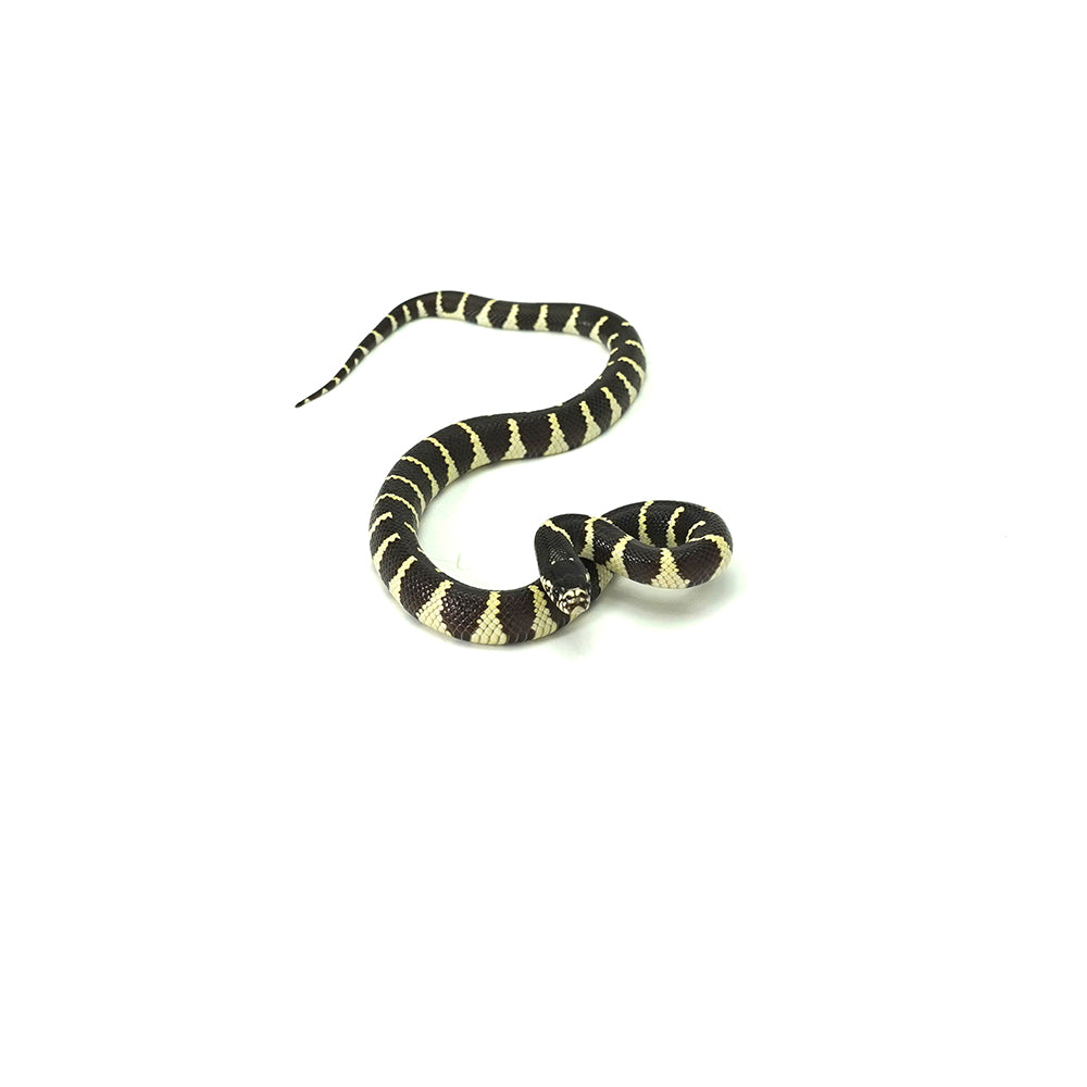 California Kingsnake