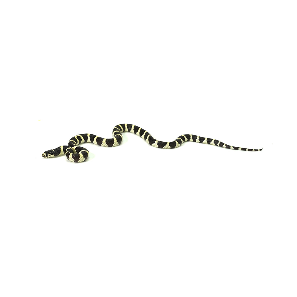 California Kingsnake