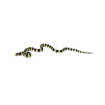 California Kingsnake