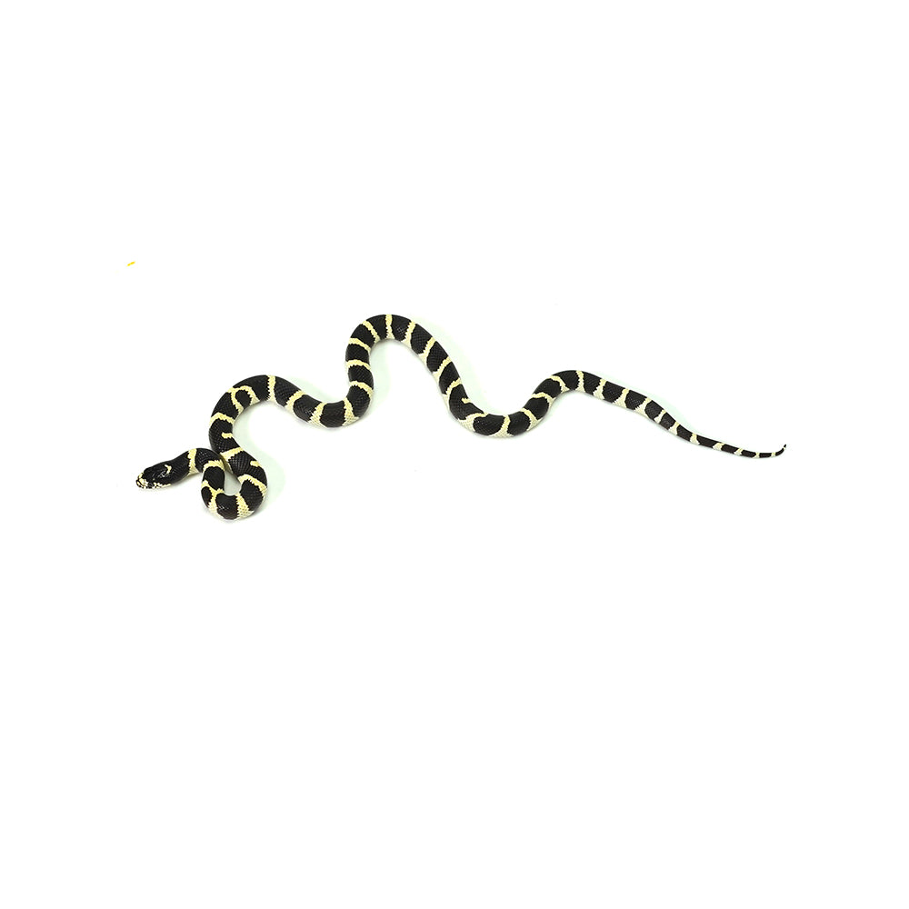 California Kingsnake