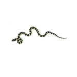 California Kingsnake