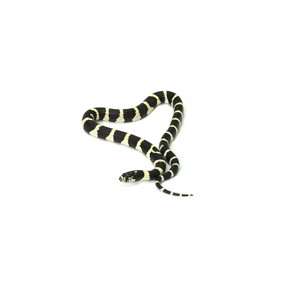 Desert Banded California Kingsnake