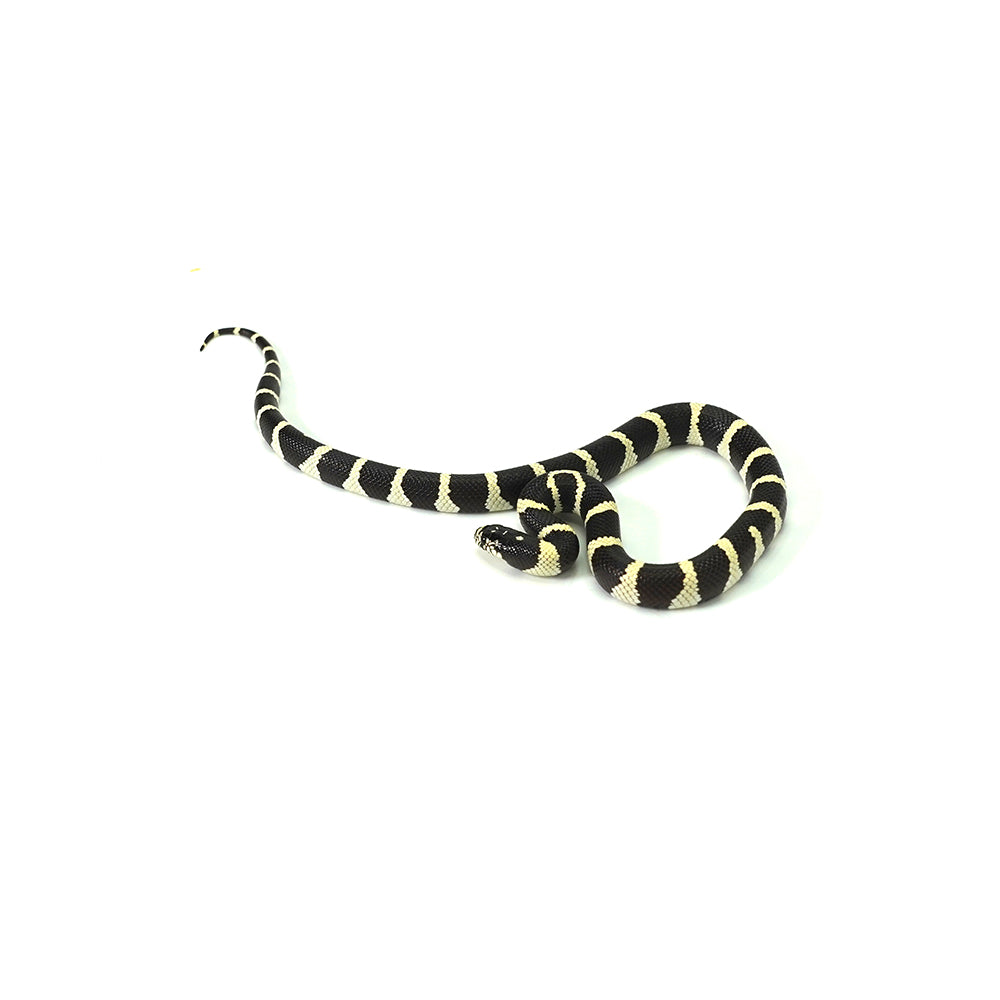 Desert Banded California Kingsnake