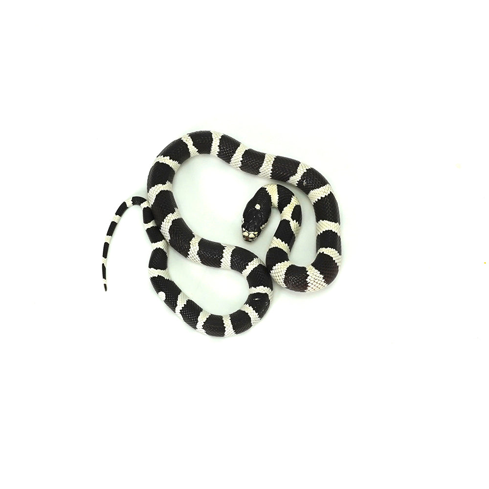 Desert Banded California Kingsnake