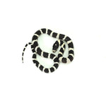 Desert Banded California Kingsnake