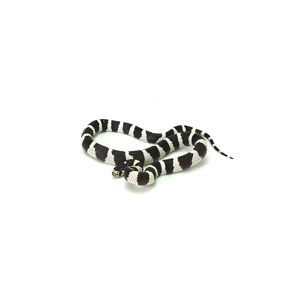 Desert Banded California Kingsnake