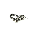 Desert Banded California Kingsnake
