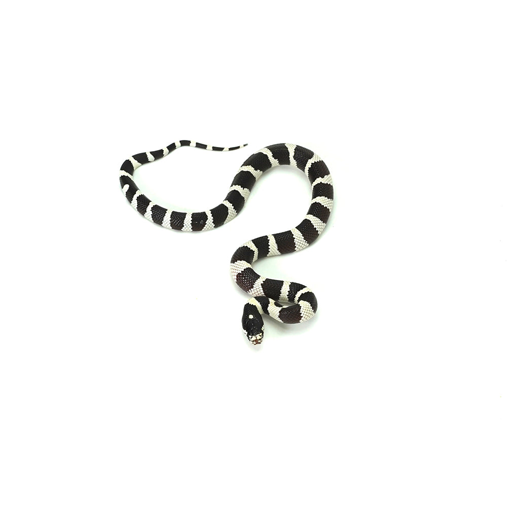 Desert Banded California Kingsnake