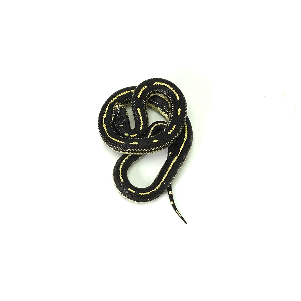 Aberrant California Kingsnake