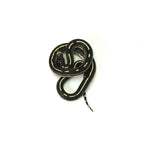 Aberrant California Kingsnake