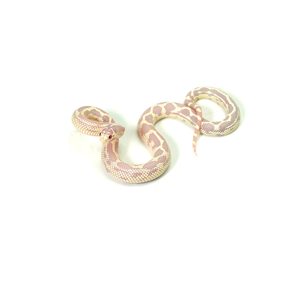 Albino Aberrant California Kingsnake