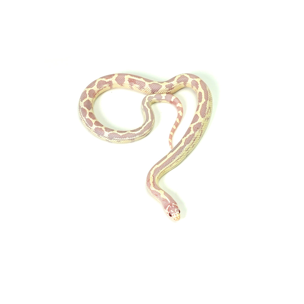 Albino Aberrant California Kingsnake