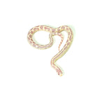 Albino Aberrant California Kingsnake