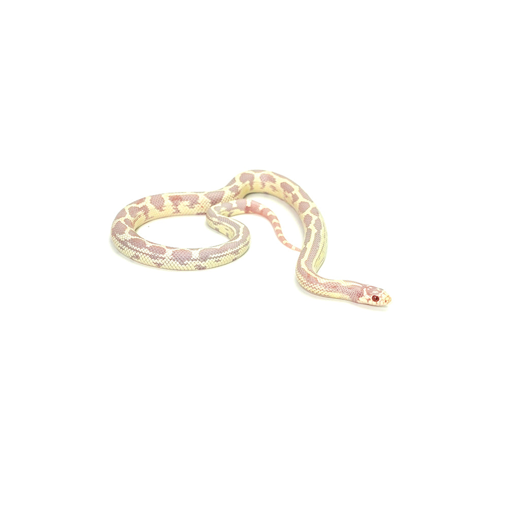 Albino Aberrant California Kingsnake