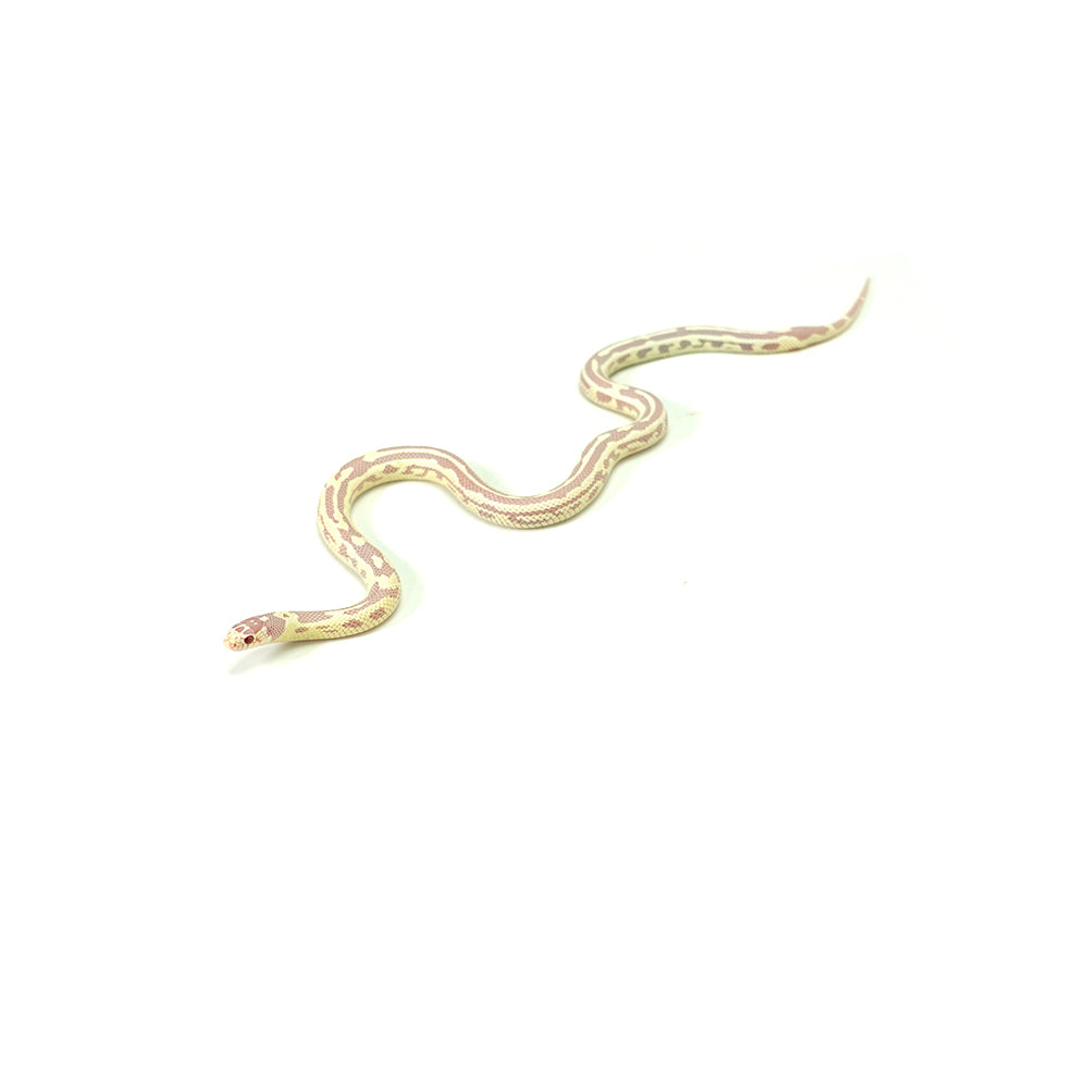 Albino Aberrant California Kingsnake