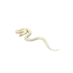 Albino High White California Kingsnake