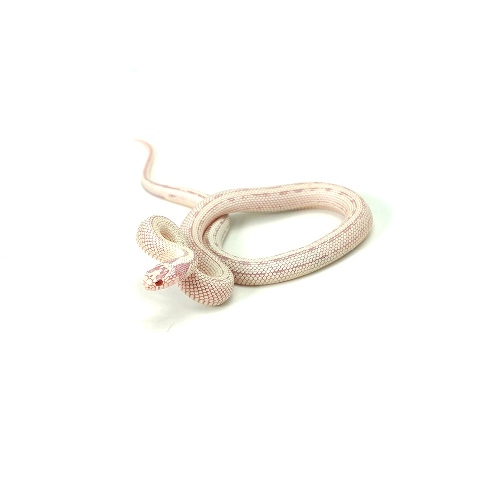 Albino High White California Kingsnake