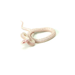 Albino High White California Kingsnake