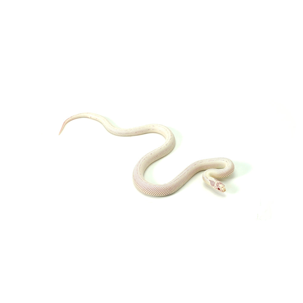 Albino High White California Kingsnake