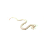 Albino High White California Kingsnake