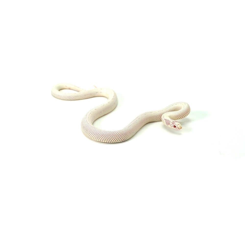 Albino High White California Kingsnake