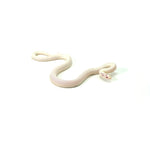 Albino High White California Kingsnake