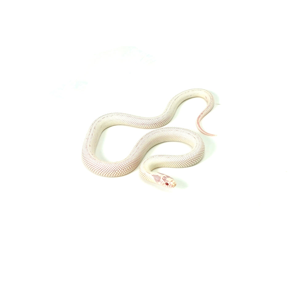 Albino High White California Kingsnake