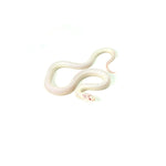 Albino High White California Kingsnake