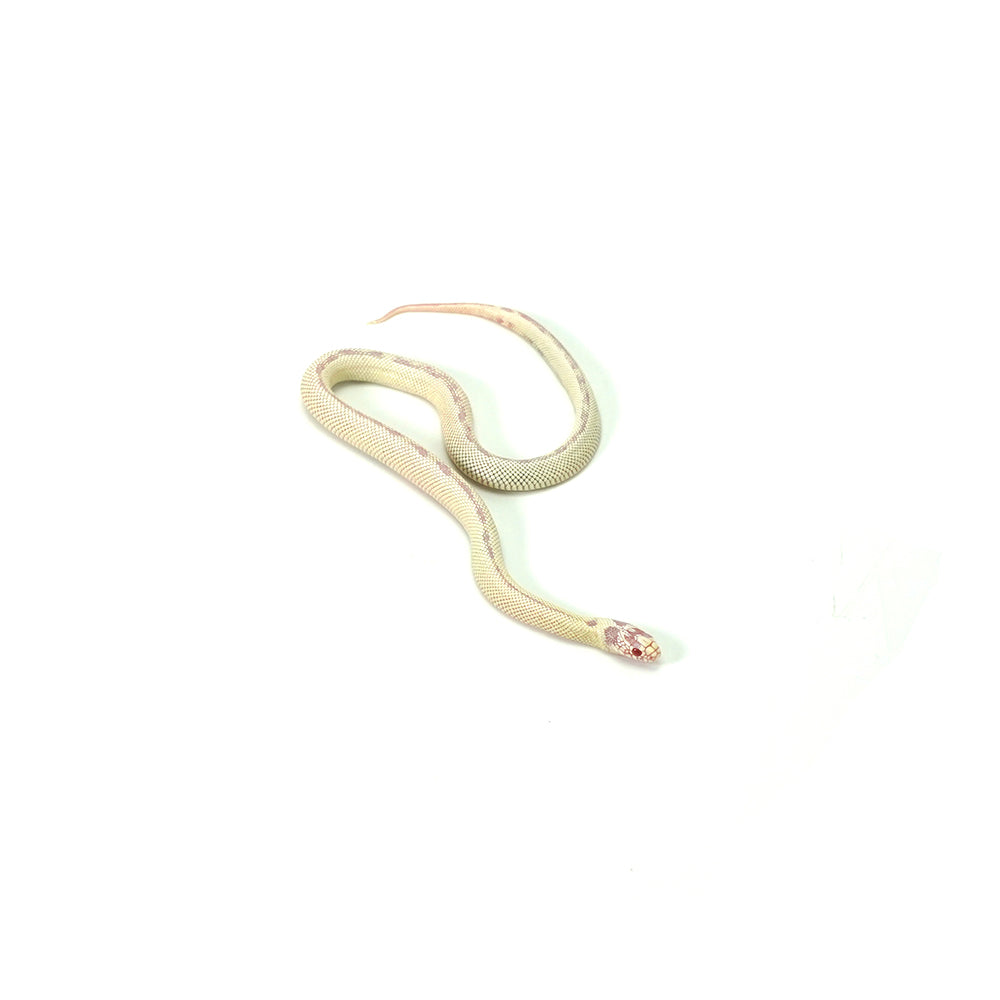 Albino High White California Kingsnake