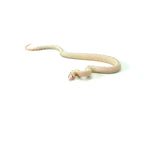 Albino High White California Kingsnake