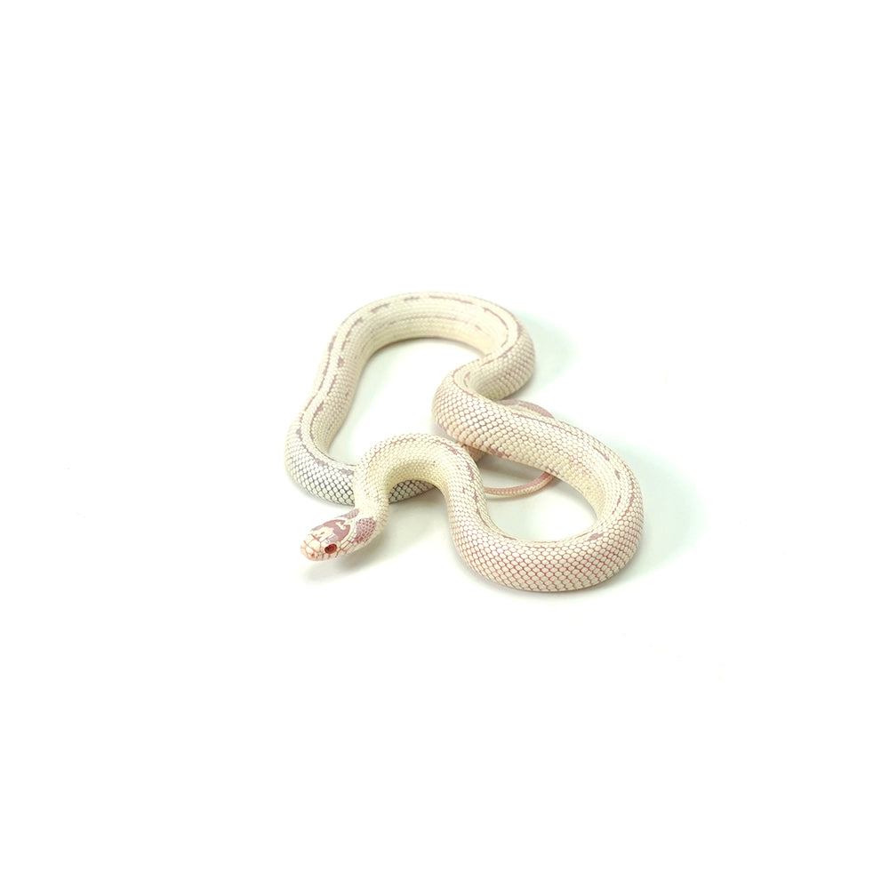 Albino High White California Kingsnake