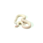 Albino High White California Kingsnake