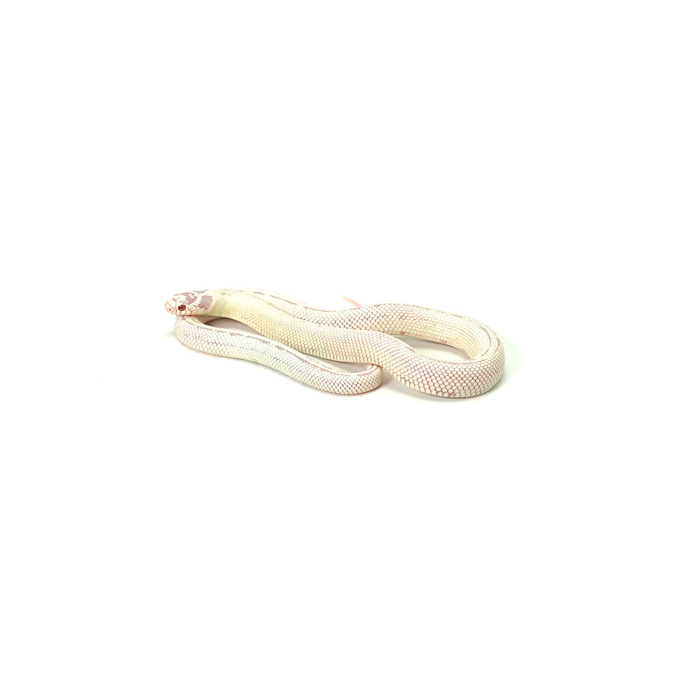 Albino High White California Kingsnake
