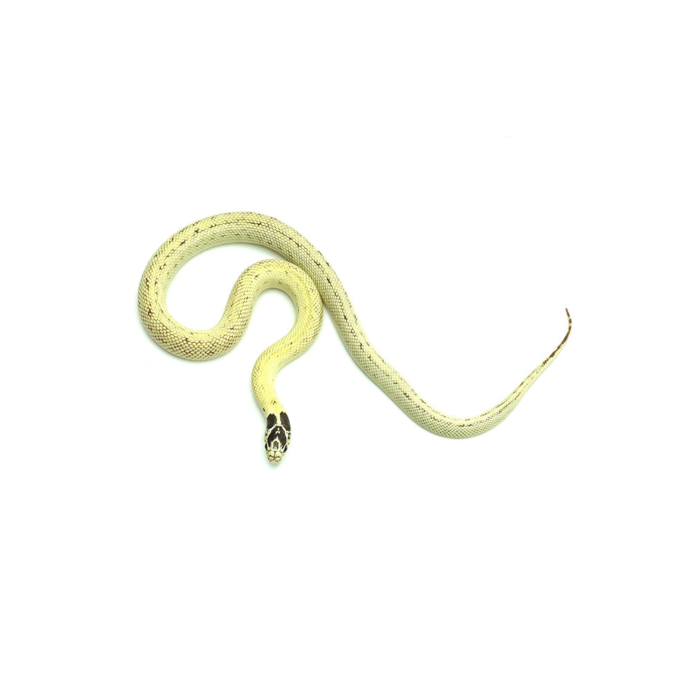 Banana California Kingsnake