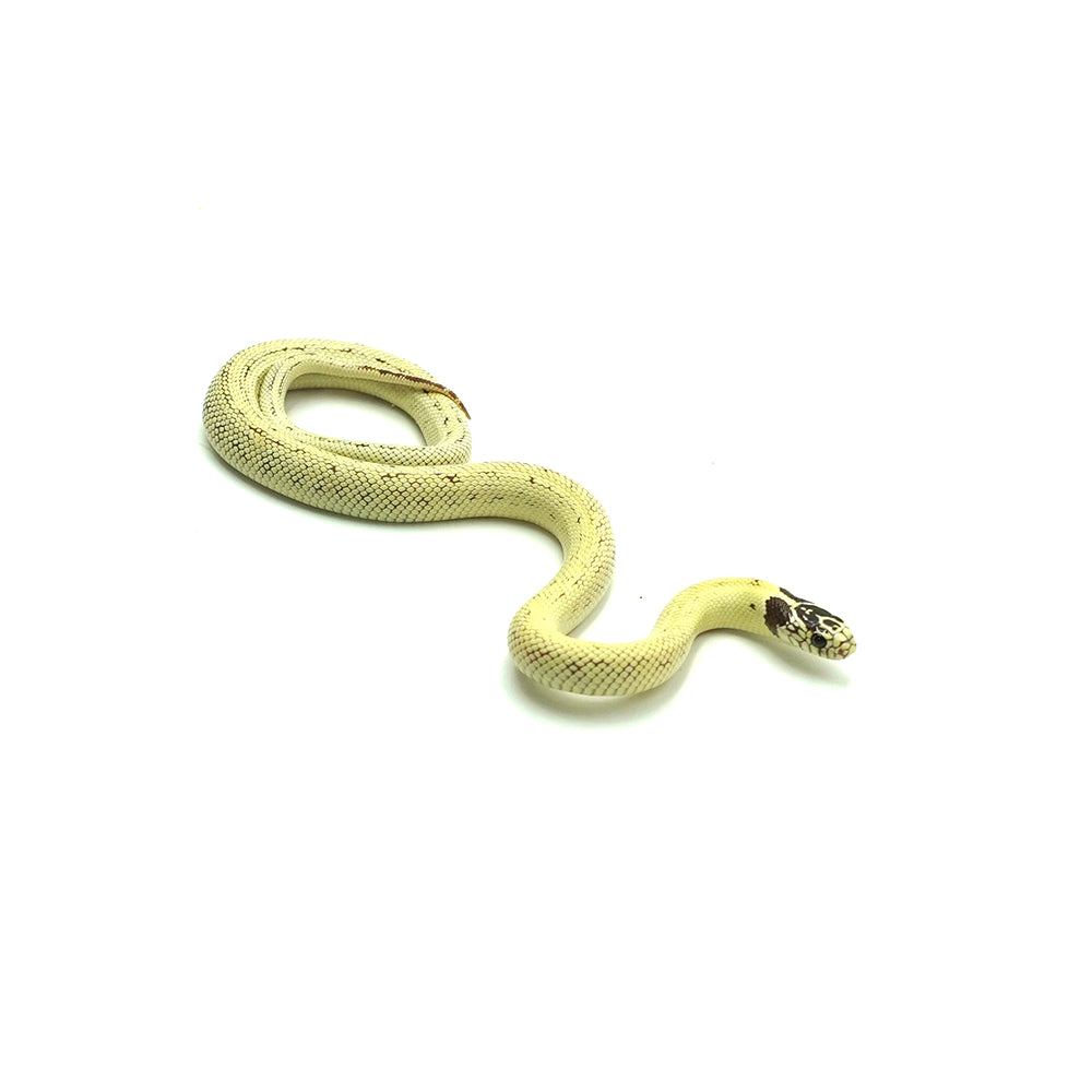 Banana California Kingsnake
