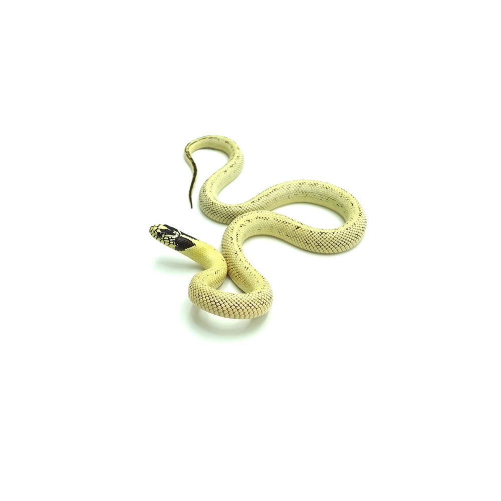 Banana California Kingsnake