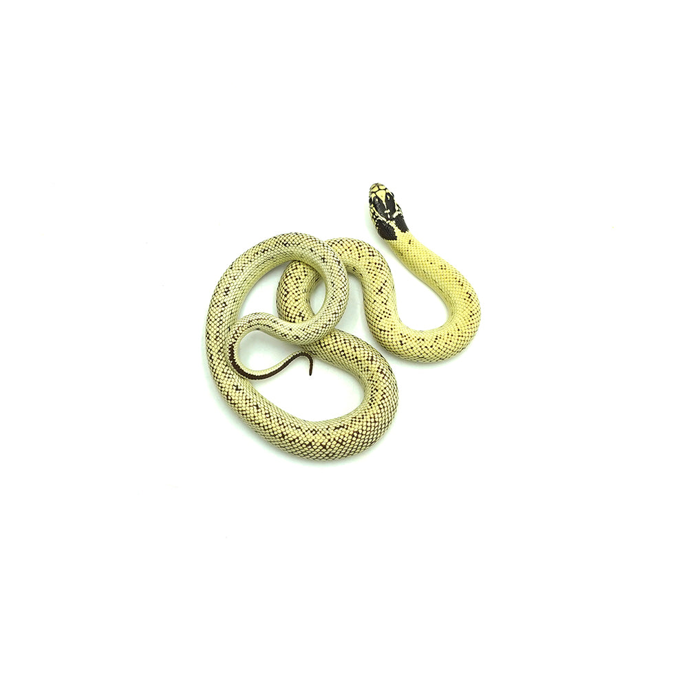 Banana California Kingsnake