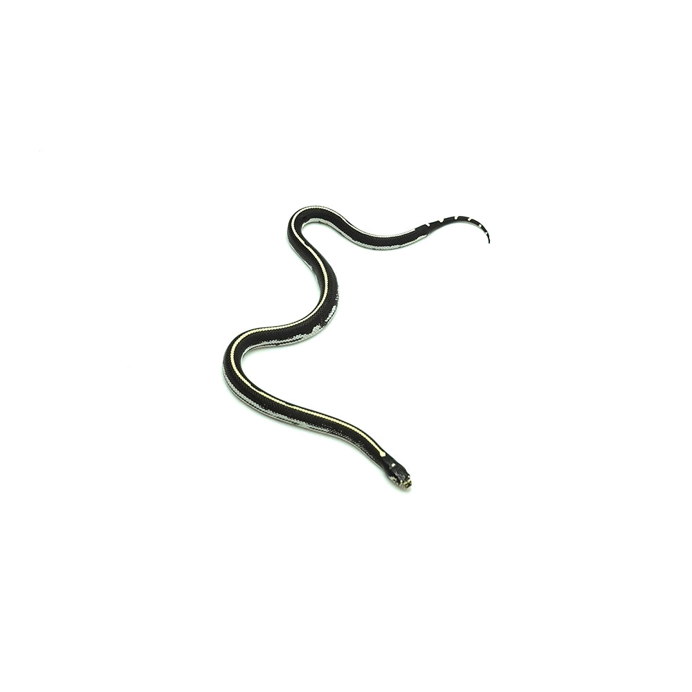 Desert Stripe California Kingsnake